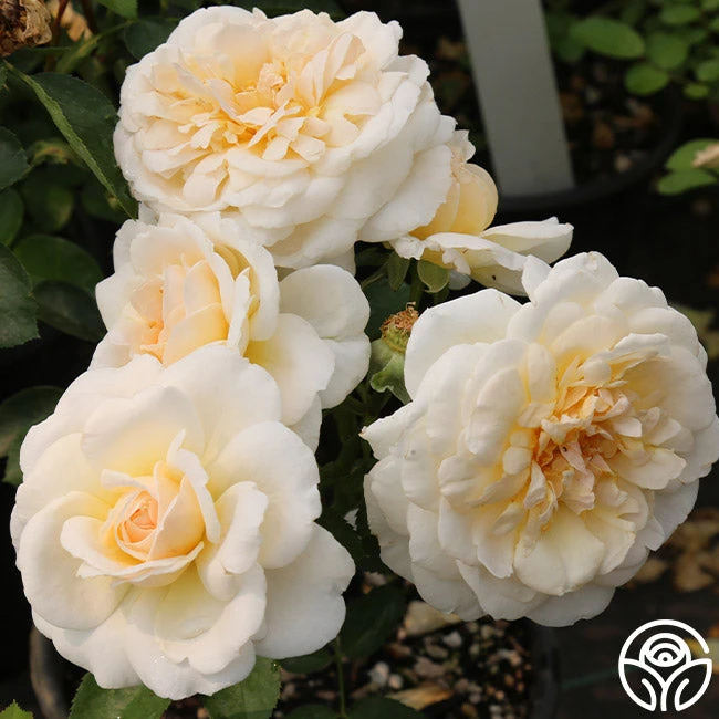 Miss Dior™ 5 Miss Dior™ - Image 3