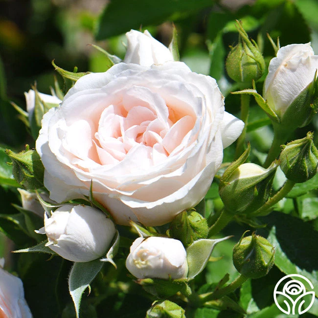 Miss Dior™ 8 Miss Dior™ - Image 6