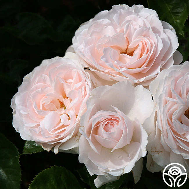 Miss Dior™ 4 Miss Dior™ - Image 2