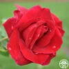 Mister Lincoln® 1 Mister Lincoln® -Heirloom Roses mister lincoln 1 1