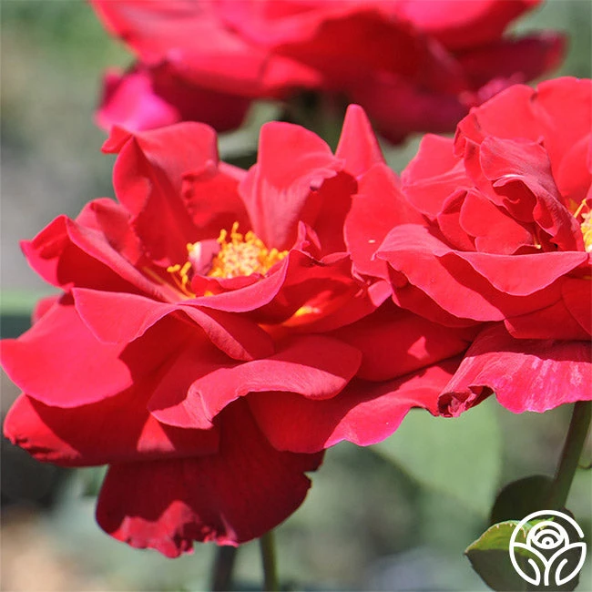 Mister Lincoln® 7 Mister Lincoln® - Image 5