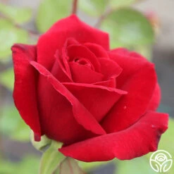 Mister Lincoln® 8 Mister Lincoln® -Heirloom Roses mister lincoln 4 1