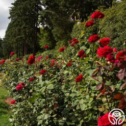 Mister Lincoln® 9 Mister Lincoln® -Heirloom Roses mister lincoln 5