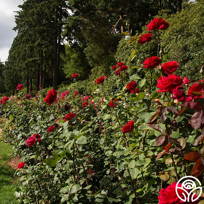 Mister Lincoln® 5 Mister Lincoln® - Image 3