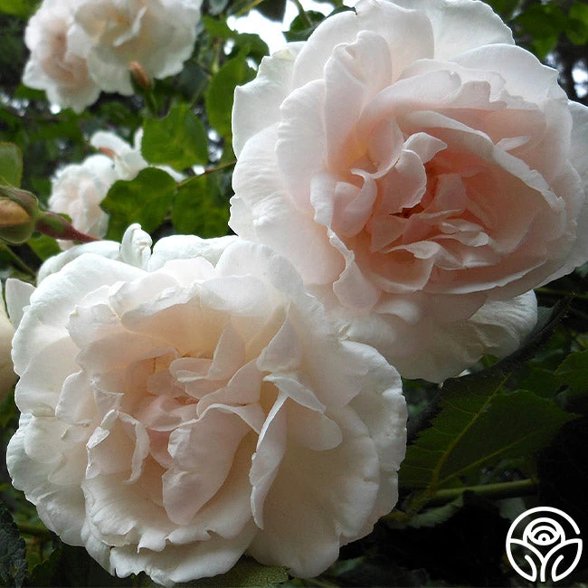 Mme Alfred Carrière 4 Mme Alfred Carrière - Image 2