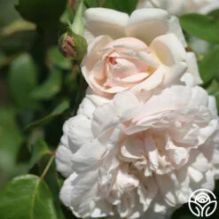 Mme Alfred Carrière 8 Mme Alfred Carrière -Heirloom Roses mme alfred carriere 3