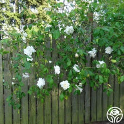 Mme Alfred Carrière 9 Mme Alfred Carrière -Heirloom Roses mme alfred carriere 4