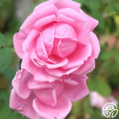 Mme Caroline Testout 11 Mme Caroline Testout -Heirloom Roses mme caroline testout 1 1