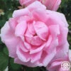 Mme Caroline Testout -Heirloom Roses mme caroline testout 2 1 1