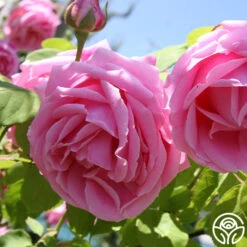 Mme Caroline Testout 13 Mme Caroline Testout -Heirloom Roses mme caroline testout 4 8