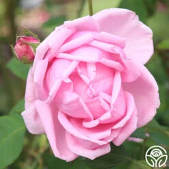 Mme Caroline Testout 12 Mme Caroline Testout -Heirloom Roses mme caroline testout 5 1