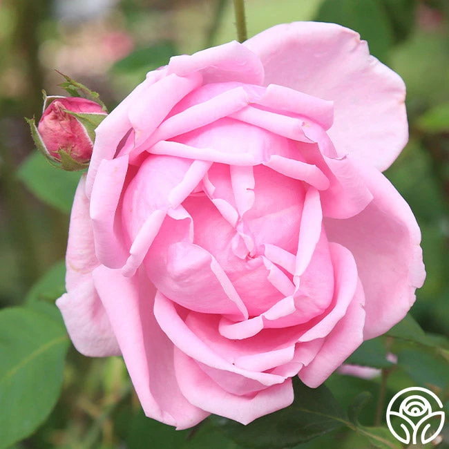 Mme Caroline Testout 7 Mme Caroline Testout - Image 5