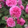 Mme Dubost -Heirloom Roses mme dubost 1 5