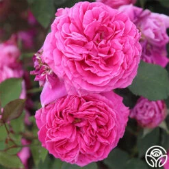 Mme Dubost 13 Mme Dubost -Heirloom Roses mme dubost 2 1 1