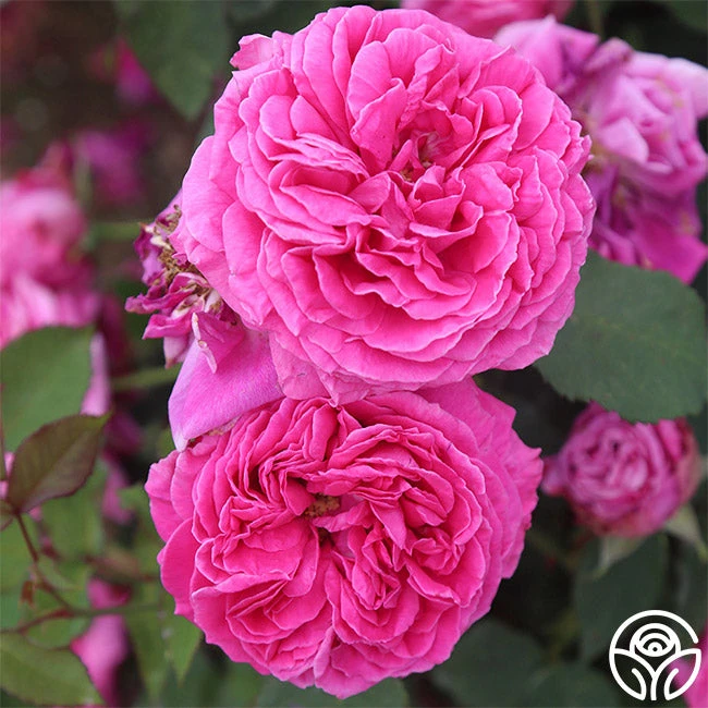 Mme Dubost 7 Mme Dubost - Image 5