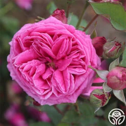 Mme Dubost 11 Mme Dubost -Heirloom Roses mme dubost 3 5