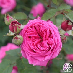 Mme Dubost 12 Mme Dubost -Heirloom Roses mme dubost 4