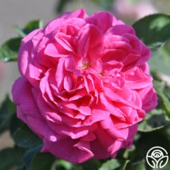 Mme Dubost 15 Mme Dubost -Heirloom Roses mme dubost 5