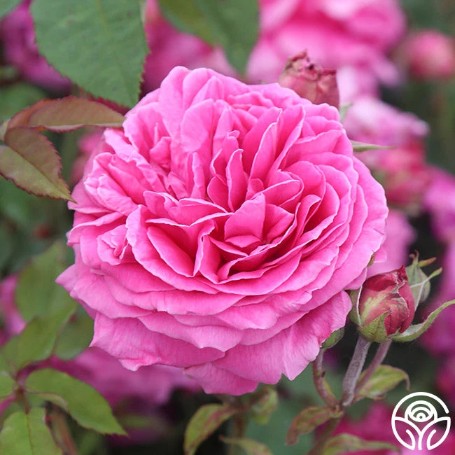 Mme Dubost 4 Mme Dubost - Image 2