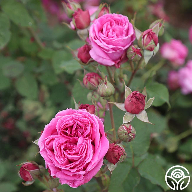 Mme Dubost 8 Mme Dubost - Image 6