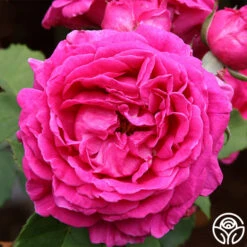 Heirloom Roses -Heirloom Roses mme isaac pereire 1 5