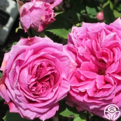 Mme Isaac Pereire -Heirloom Roses mme isaac pereire 2 1 1