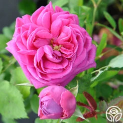 Mme Isaac Pereire -Heirloom Roses mme isaac pereire 5