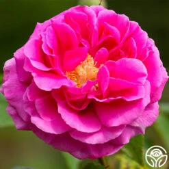 Mme Isaac Pereire -Heirloom Roses mme isaac pereire 6