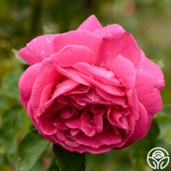 Mme Isaac Pereire -Heirloom Roses mme isaac pereire 8 1