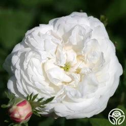 Heirloom Roses -Heirloom Roses mme plantier 1 1