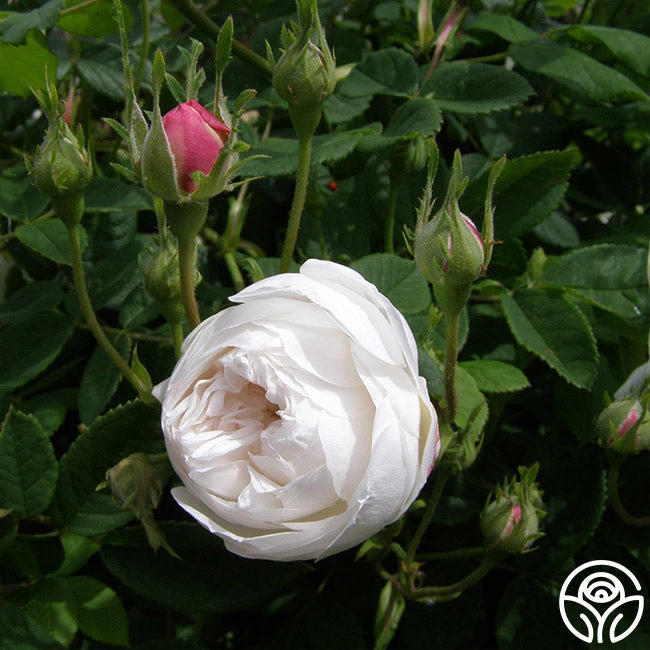 Mme Plantier 8 Mme Plantier - Image 6