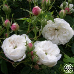 Mme Plantier 11 Mme Plantier -Heirloom Roses mme plantier 4 5