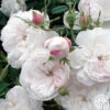 Mme Plantier 2 Mme Plantier -Heirloom Roses mme plantier 6 5