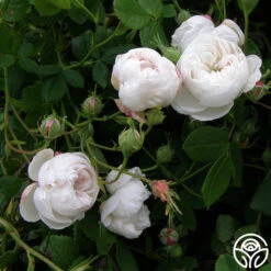 Mme Plantier 13 Mme Plantier -Heirloom Roses mme plantier 7 5