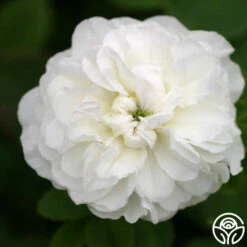 Mme Plantier 12 Mme Plantier -Heirloom Roses mme plantier 8 5