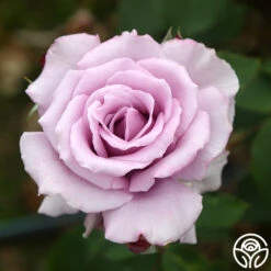 Mme Violet -Heirloom Roses mme violet 3 7