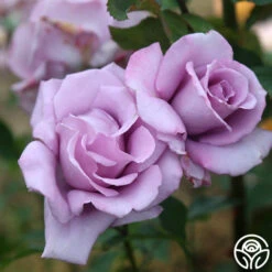 Mme Violet -Heirloom Roses mme violet 6 1