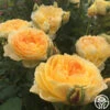 Molineux® -Heirloom Roses molinuex 1 1