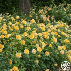 Molineux® -Heirloom Roses molinuex 3