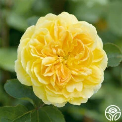 Molineux® -Heirloom Roses molinuex 4
