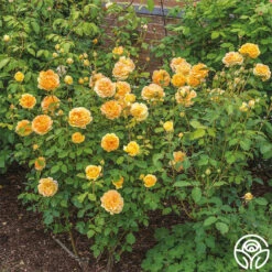 Molineux® -Heirloom Roses molinuex 5