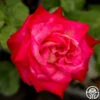 Mon Cheri™ 2 Mon Cheri™ -Heirloom Roses mon cheri 3 8