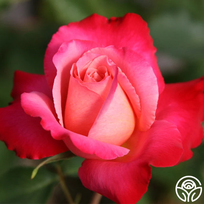 Mon Cheri™ 4 Mon Cheri™ - Image 2