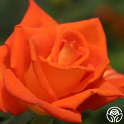 Monica® -Heirloom Roses monica 5