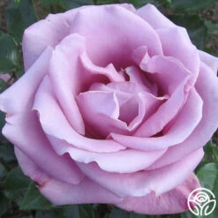Moon Shadow™ 7 Moon Shadow™ -Heirloom Roses moon shadow 2 7