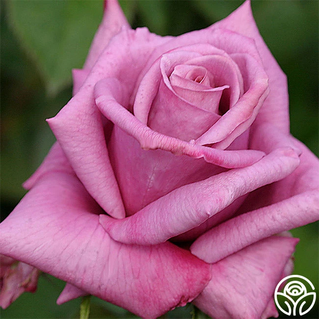 Moon Shadow™ 4 Moon Shadow™ - Image 2