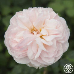 Moonlight In Paris™ -Heirloom Roses moonlight in paris 2 2