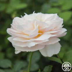 Moonlight In Paris™ -Heirloom Roses moonlight in paris 3