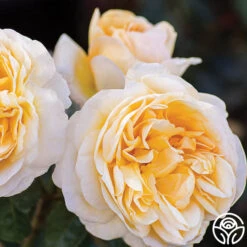Moonlight Romantica® 20 Moonlight Romantica® -Heirloom Roses moonlight romantica 1 1