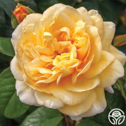 Moonlight Romantica® 18 Moonlight Romantica® -Heirloom Roses moonlight romantica 2 1